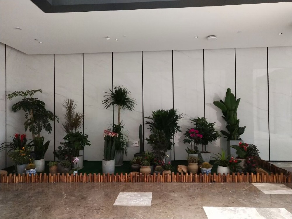 辦公室綠植租賃費(fèi)用到底高不高？常見(jiàn)綠植的種類(lèi)有哪些？