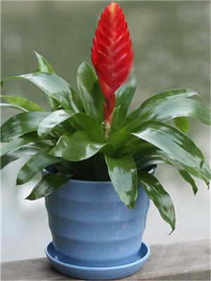 紅劍-寧波綠植租賃