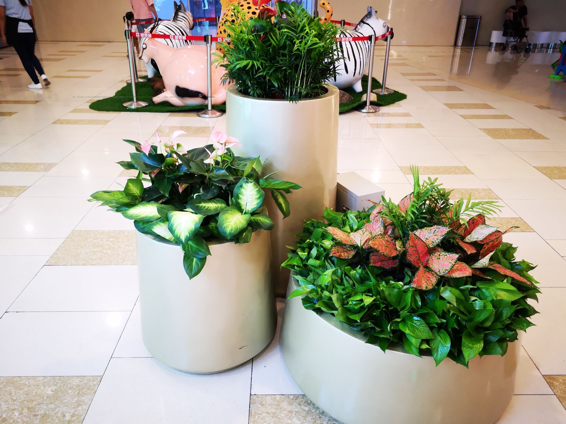 寧波綠植租賃:辦公室里面的綠植為什么會發(fā)黃