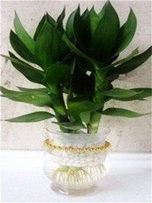 適合辦公室擺放的綠植及養(yǎng)護方法